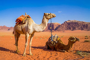 cheezu-camel-300x200.jpg